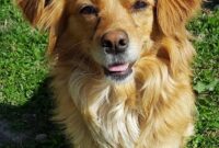 Josie Hart Age And Family – Free images : play, animal, cute, pet, fur, vertebrate, dog breed … Josie Hart Age And Family – Free images : play, animal, cute, pet, fur, vertebrate, dog breed …