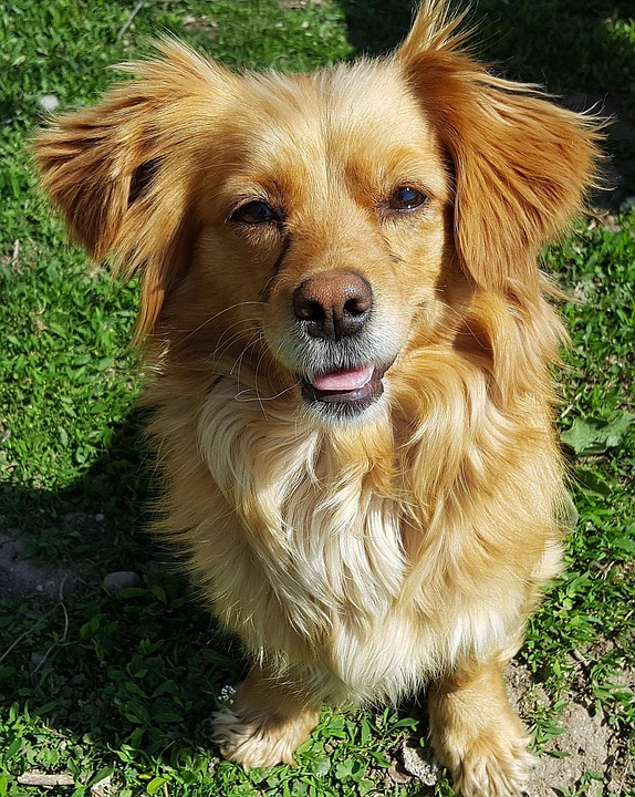 Josie Hart Age And Family – Free images : play, animal, cute, pet, fur, vertebrate, dog breed …