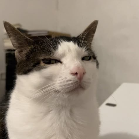  Cat Tiktok Motiv 