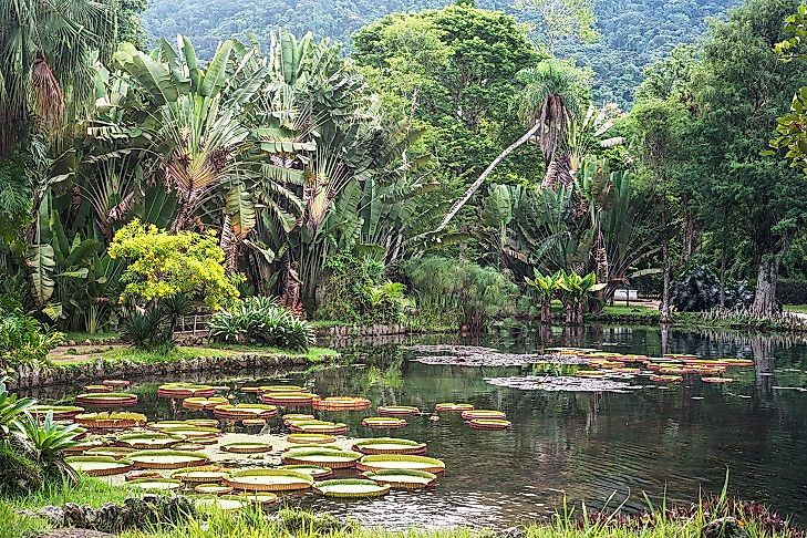  Habitats And Ecosystems Of Brazil - WorldAtlas.com Illustration 