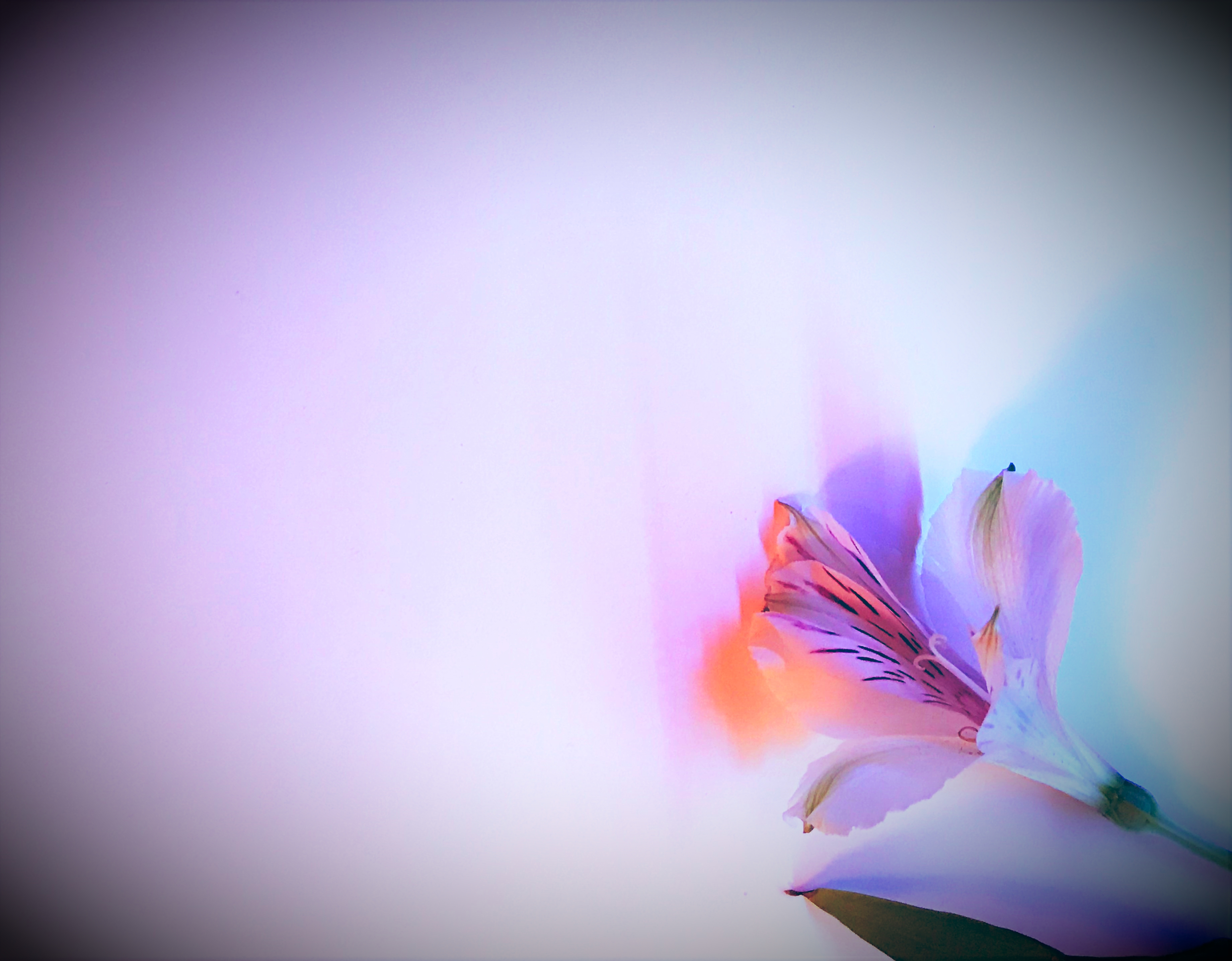  Free Images : flowers, colorful, beautiful, imagination, single flower Bildidee 