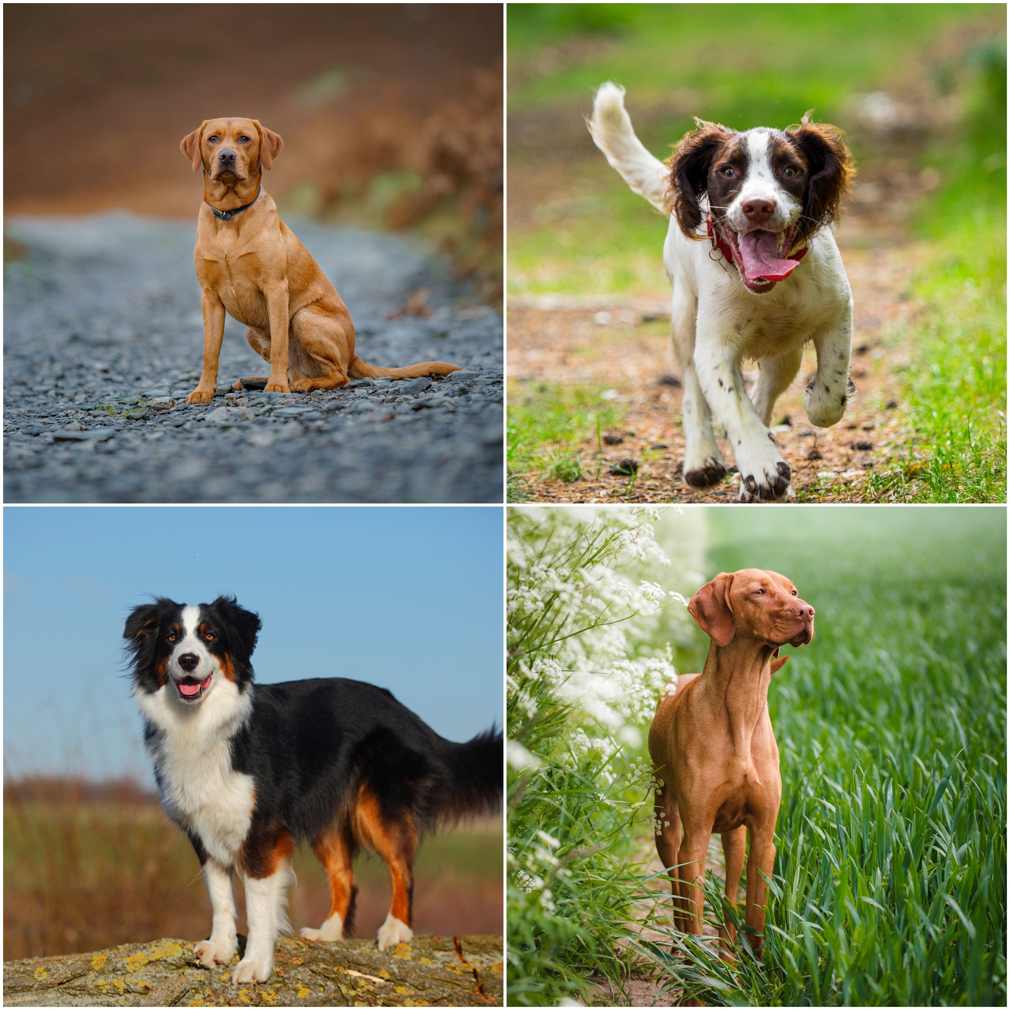  Dog Breeds 