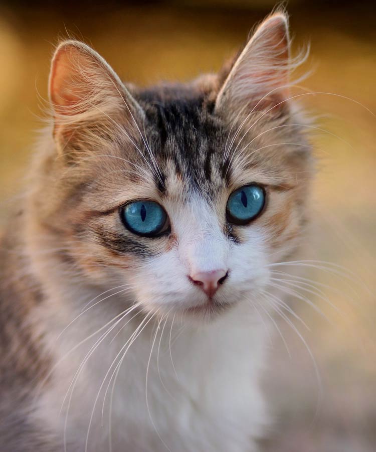  Foto zu Domestic cat (Felis catus) 