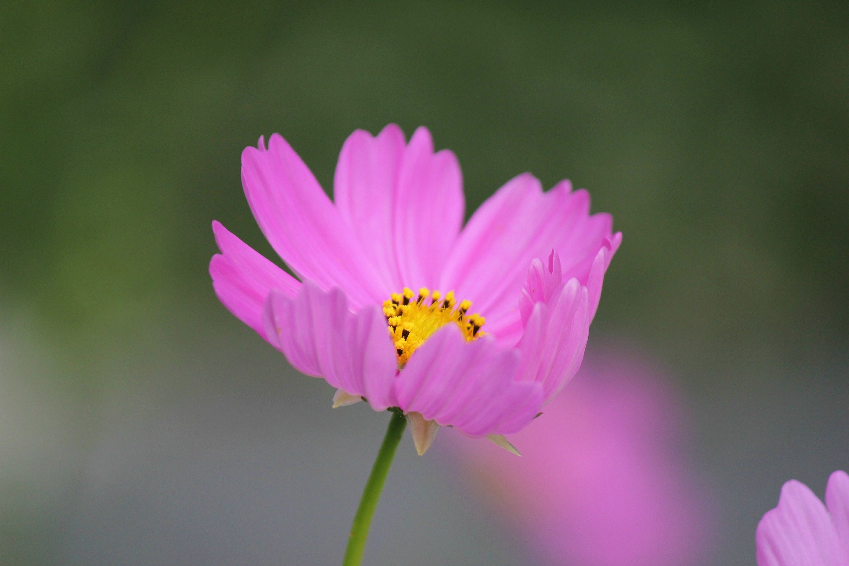  Foto zu Free stock photo of flora, floral, flower wallpaper 