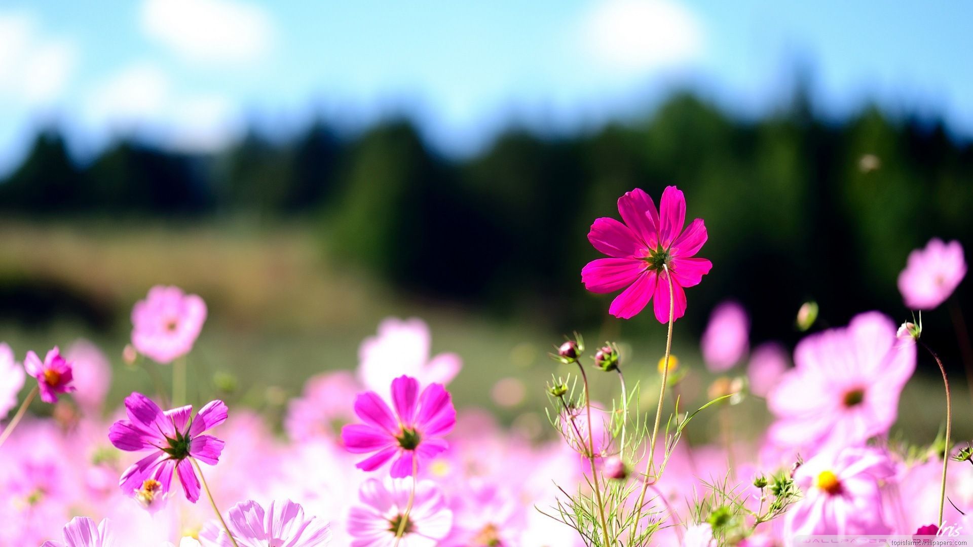  HD Flowers Computer Wallpapers - Wallpaper Cave 