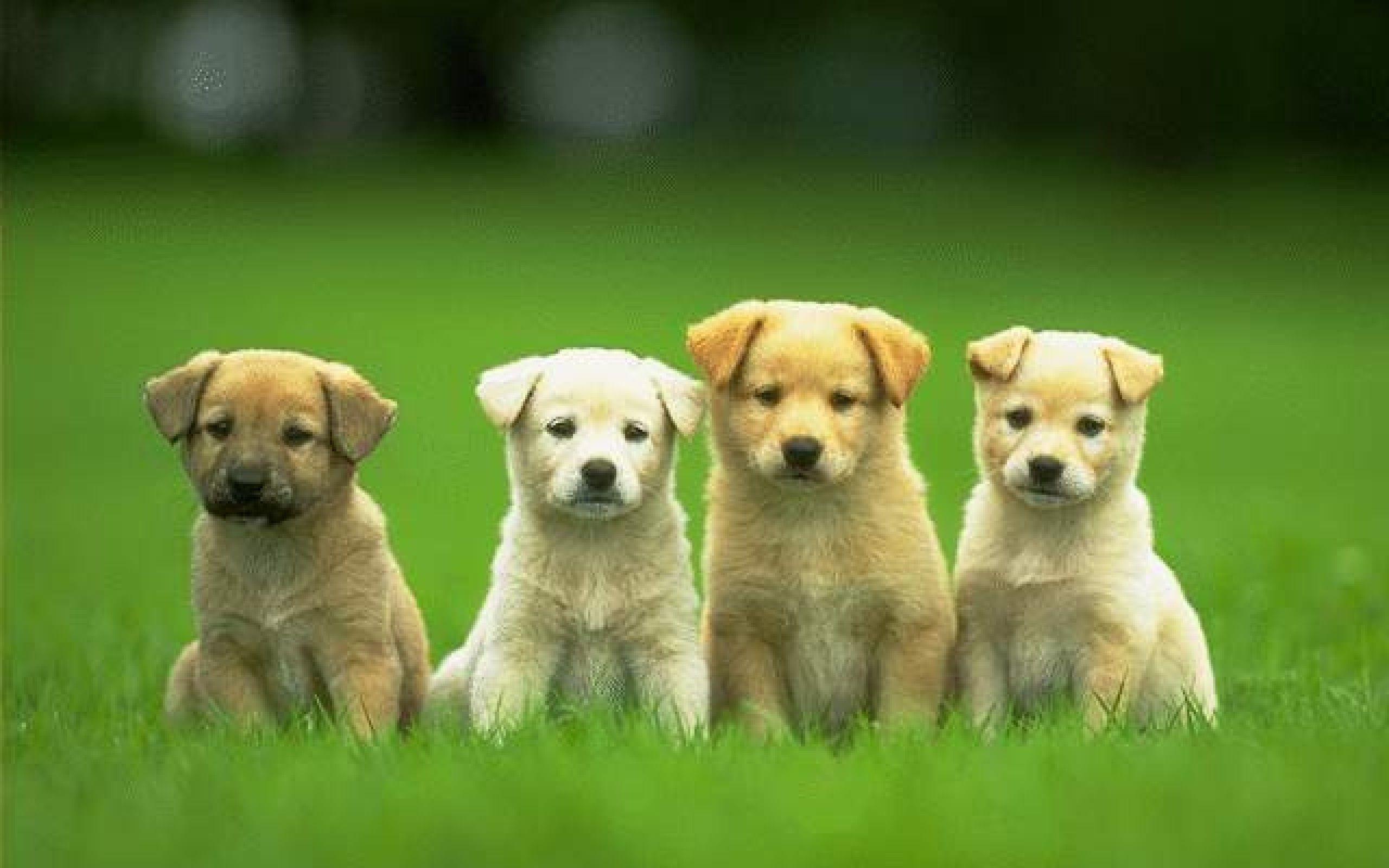 Foto zu 24+ A Cute Dog Wallpaper 