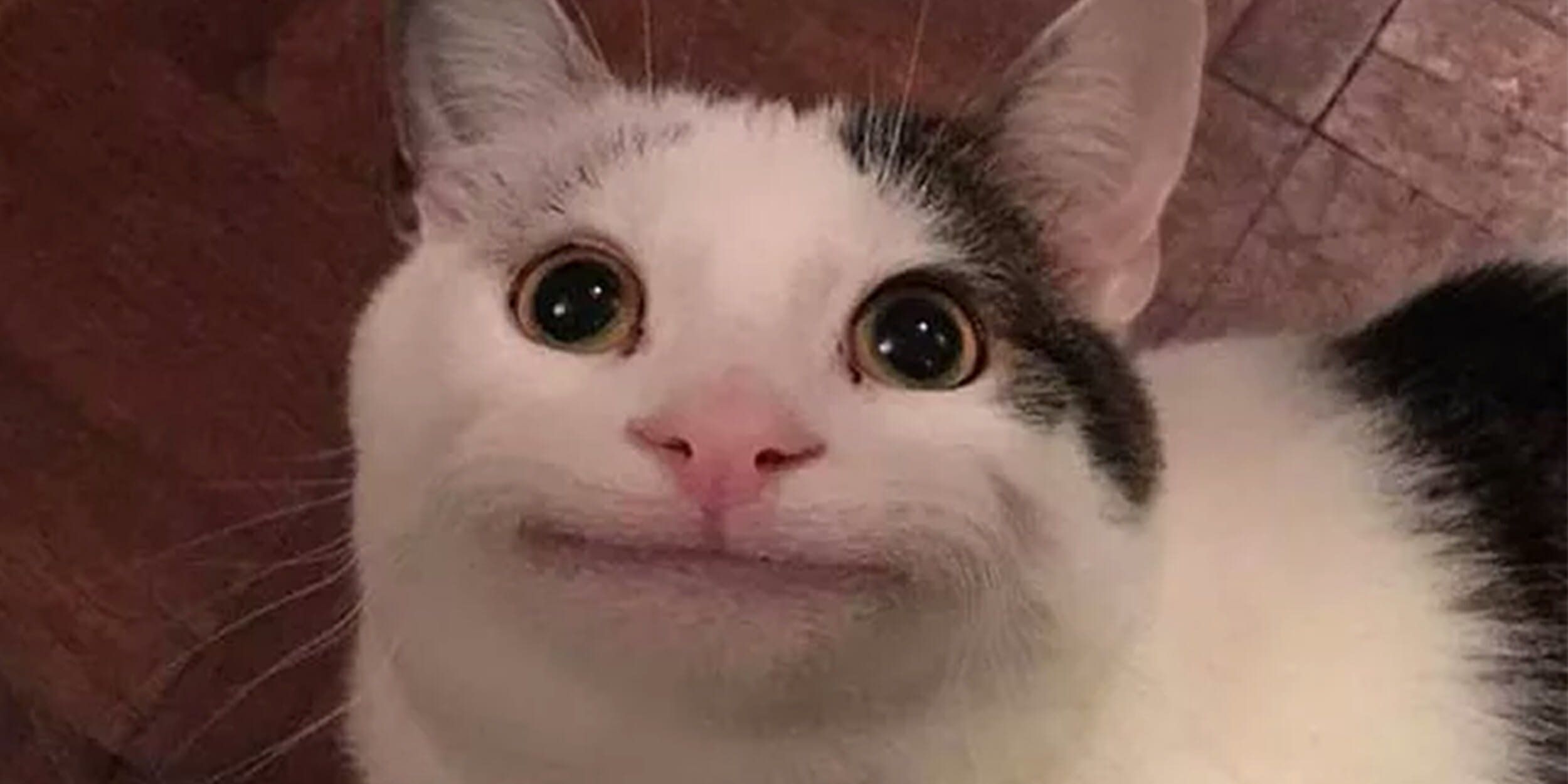  Cat pics meme, Cursed cats, Funny sad cat Bildidee 