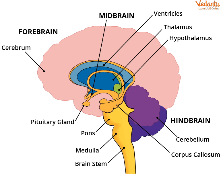  Human Brain: Definition, Parts & Functions Explained Easily 