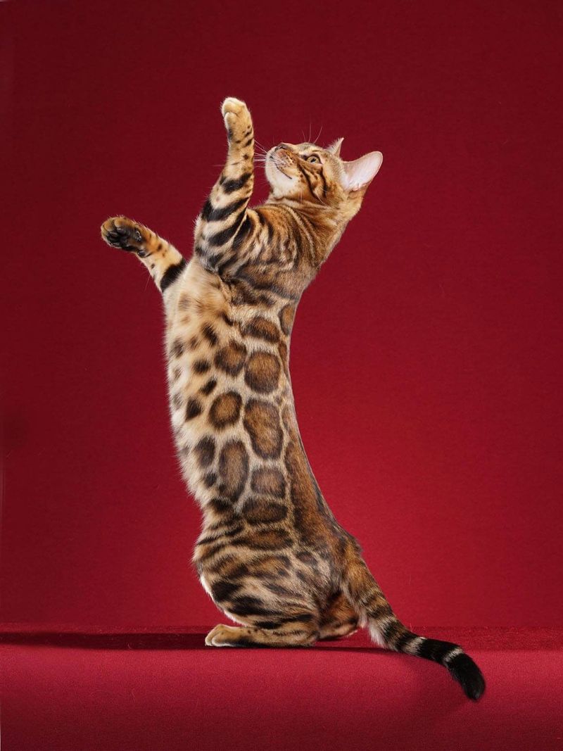 Jogadores De Futebol Brasileiros Atuais – How many different breeds of cats are there