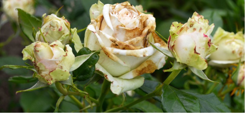 Listen To Bbc Radio 6 Online – Common rose problems and diseases