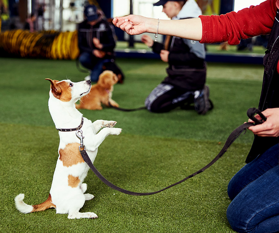  Dog Training Basics 