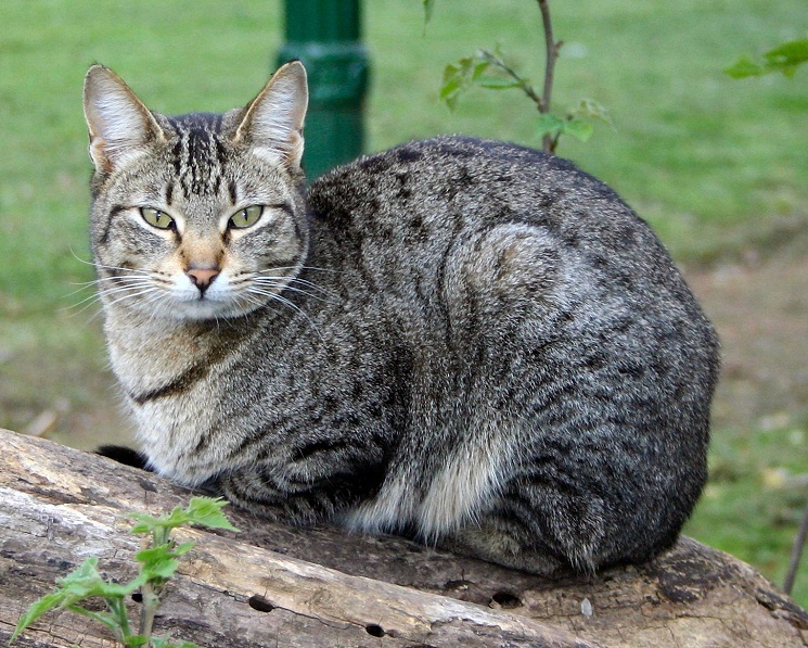  Domestic Cat - Natural History on the Net Bildidee 