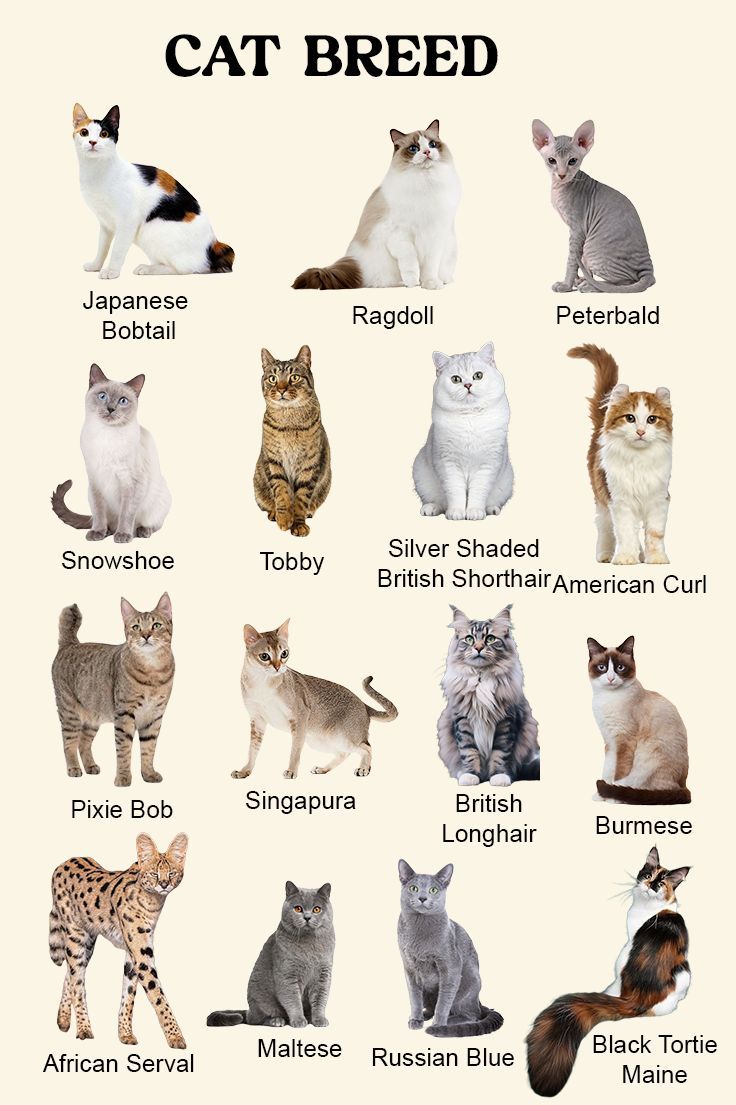 Address For Bbc Tv – Popular cat breeds list _ popular cat breeds – remoeq