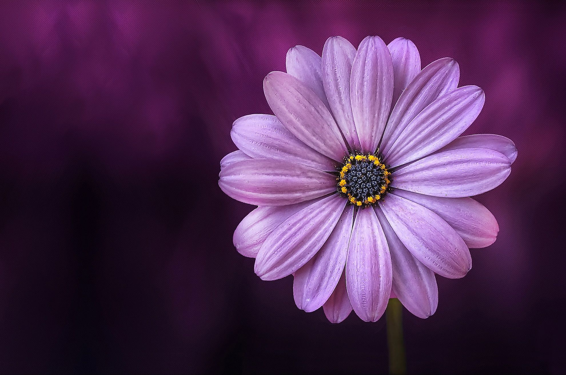 Lisbon Portugal Tourist Attractions – Macro flower photography: capture beautiful blooms – wim arys photography