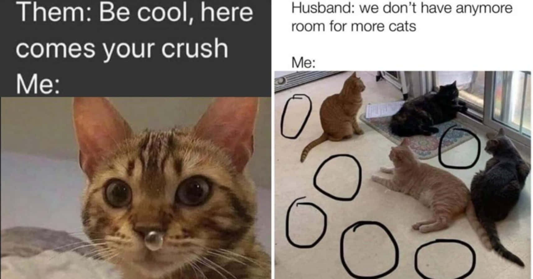  Scared Cat Pics Funny Memes Funny - Infoupdate.org Bildidee 
