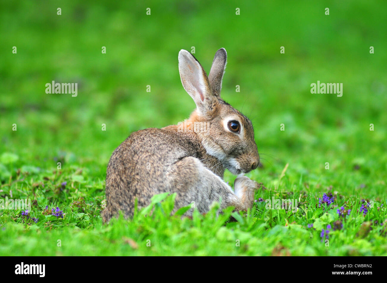 Rabbit Saying No Meme – Rabbit oryctolagus cuniculus stock photo