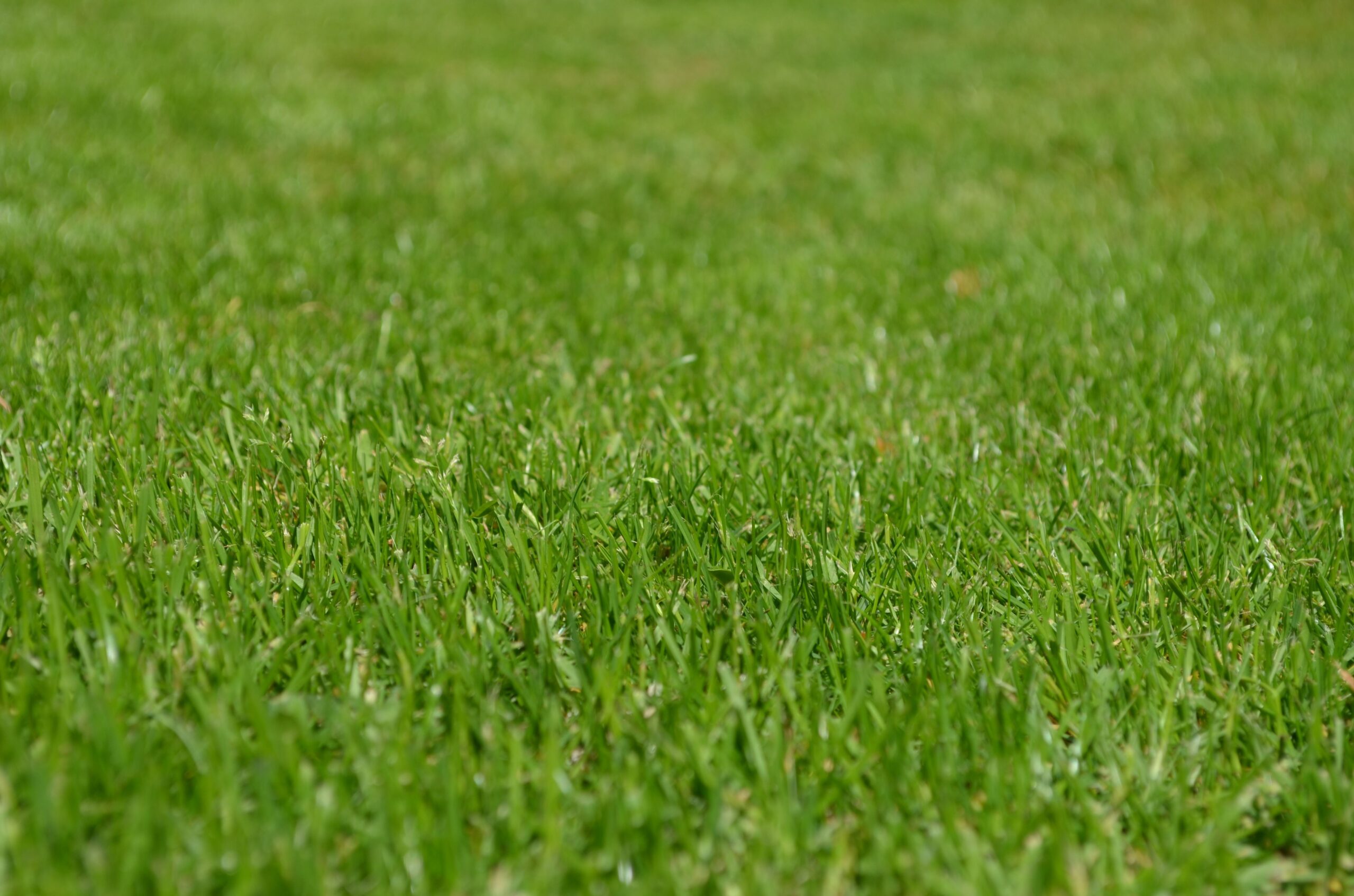 Which Movie Won Oscar In 2025 – 1000+ beautiful grass photos · pexels · free stock photos