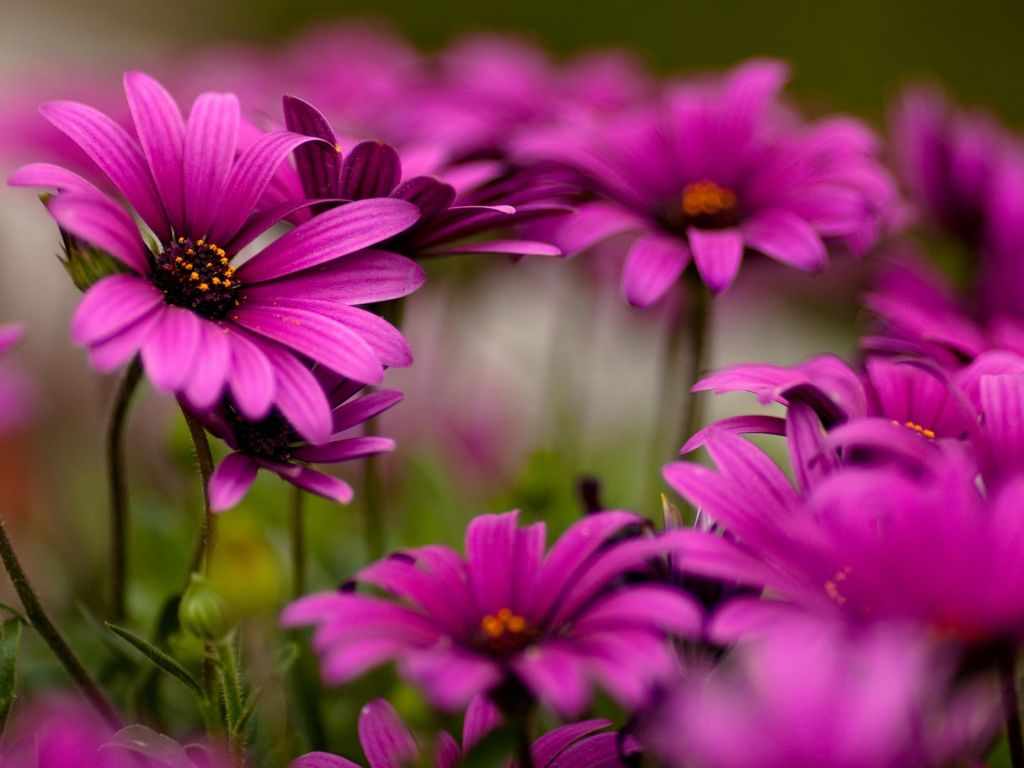 Iplayer Live Bbc One – Free images : bloom, blossom, blurred background, desktop backgrounds …