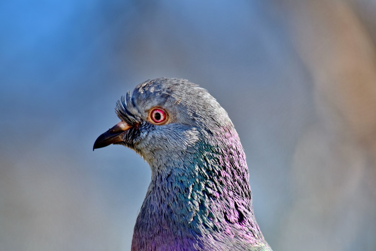  Kostenlose Bild: schönes Foto, Vogel, aus nächster Nähe, bunte, Feder Illustration 