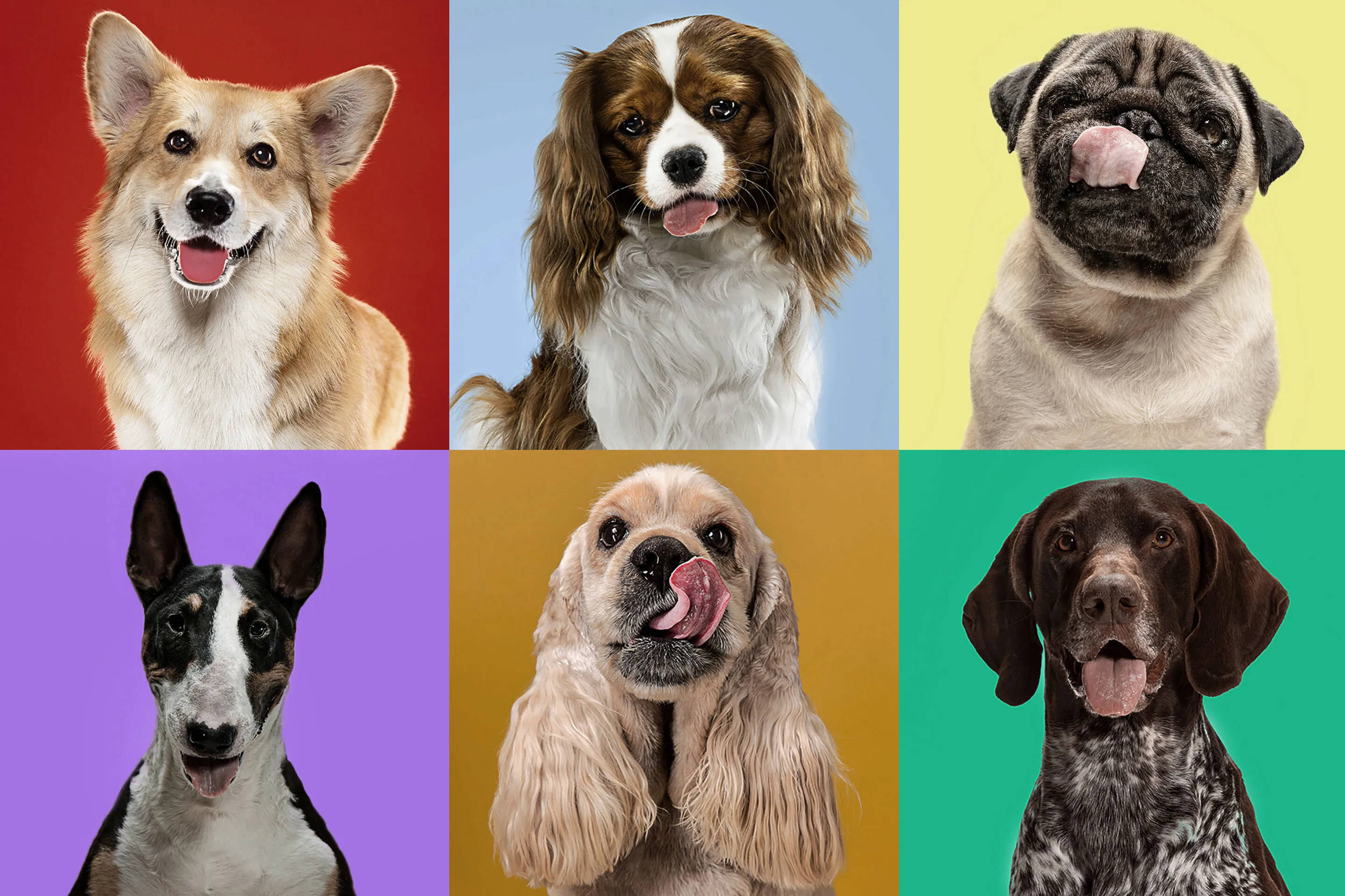  Dog Breeds Ranked By Speed at Julie Lundy blog Illustration 