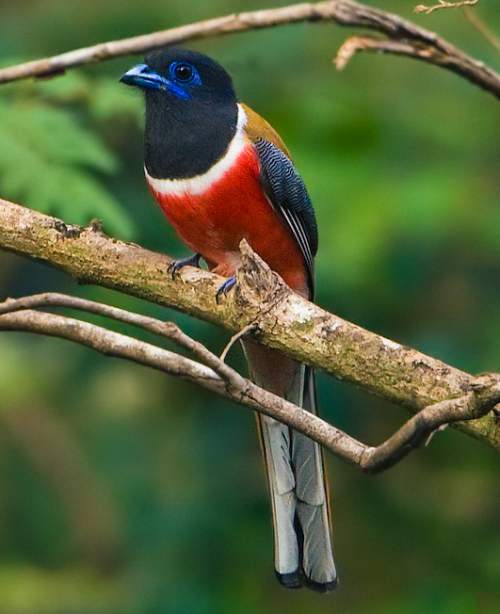  Malabar trogon 