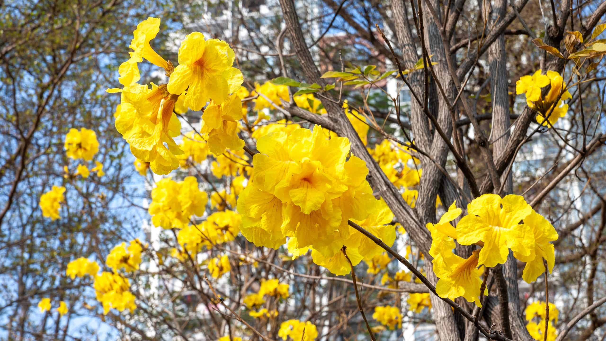  Brazilian National Flower Brazilian Flag Substituting The Celestial Motiv 