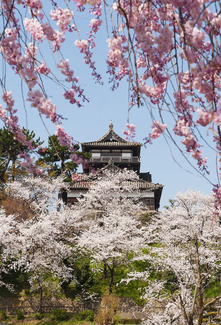 Kirschblütenzeit Japan 2026 Die Geheime Kirschblütenzeit: Japan Im Herbst