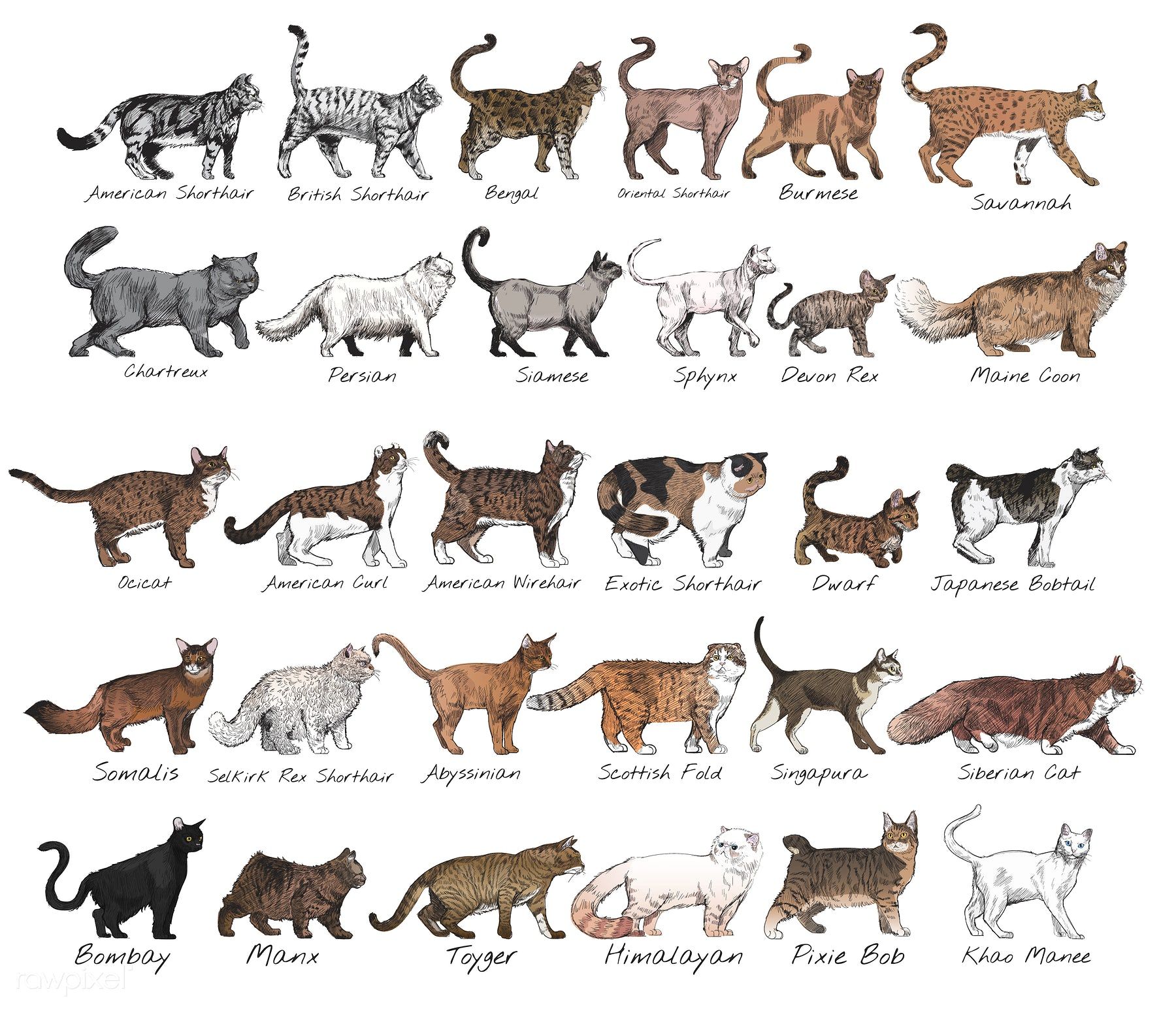 Today England Premier League Table – All cat breeds a–z – complete list of cat types & profiles