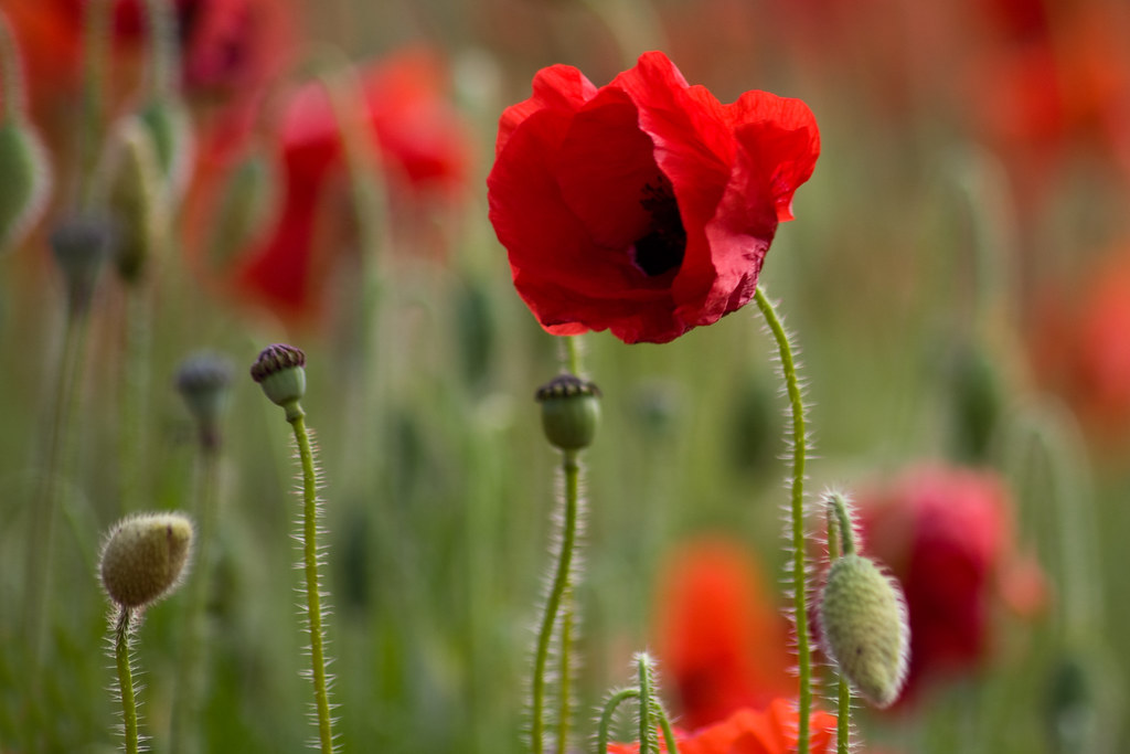 Ultimate Pets Luxury Interior For Kids In Switzerland Sea Of Sirens: Lest We Forget… anzac day