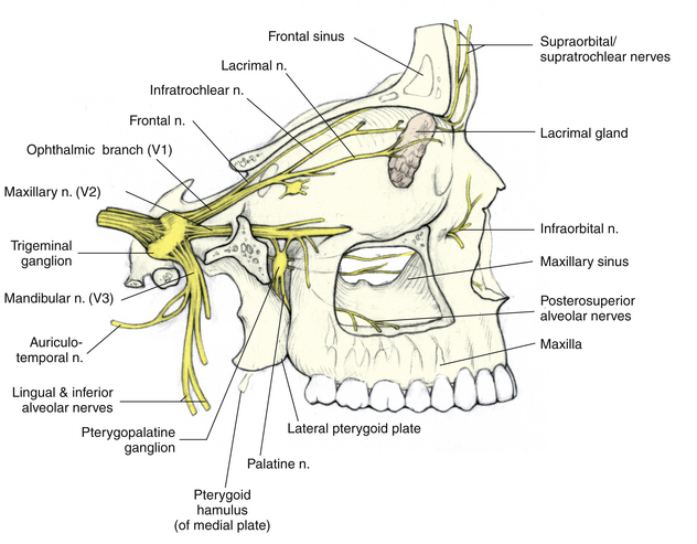 Ultimate Kitchen Industrial Equipment Tips In Switzerland Cranial Nerve Innervation Of Ocular Structures