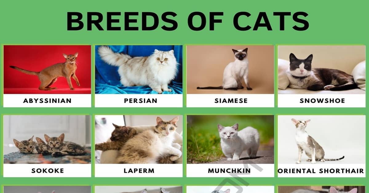  Cat Breeds: 56 Cute Types of Cats in the World • 7ESL Bildidee 