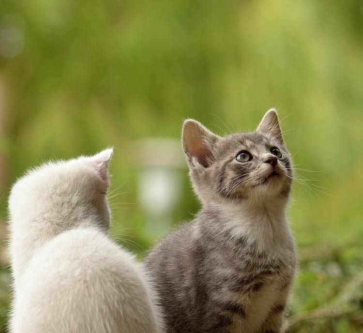  Domestic cat (Felis catus) 