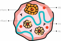 Ids Köln 2026 10th Ids Indonesia Anniversary