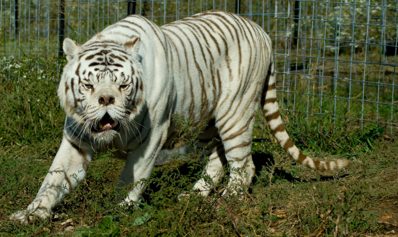 Ultimate Wellness Home Decor Ideas In Germany Cute Down Syndrome Animals