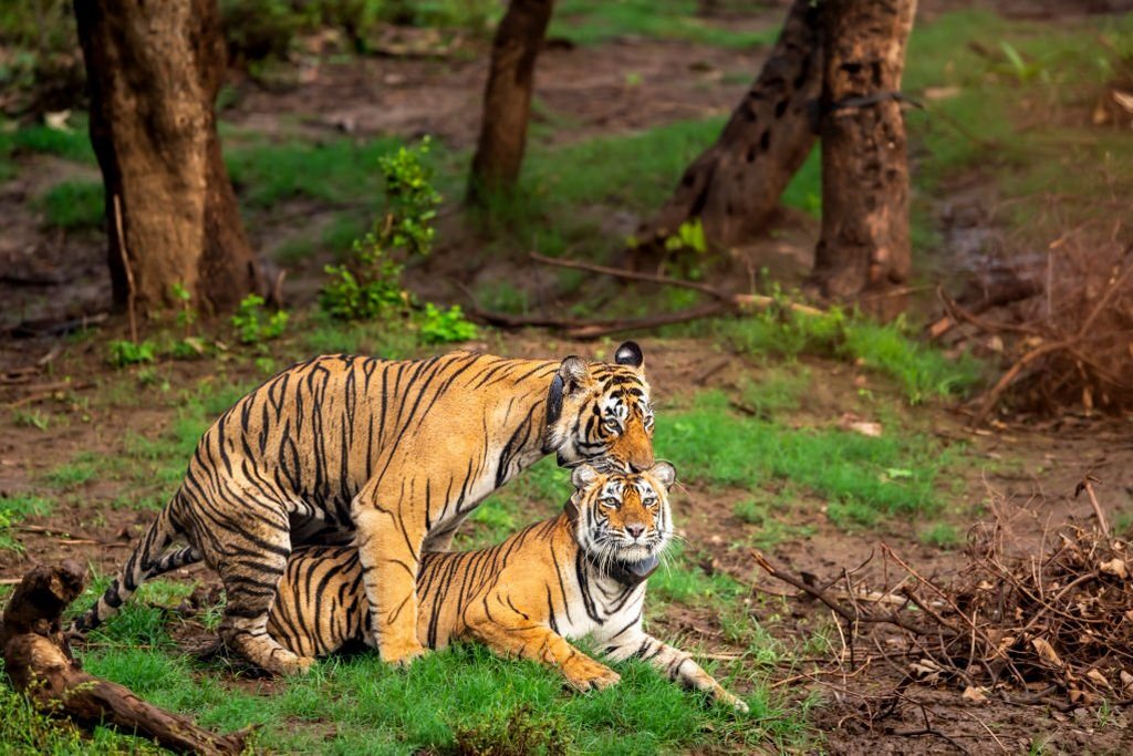 Copa Do Mundo 1998 Brasil – Bengal tiger mating behavior and cub rearing
