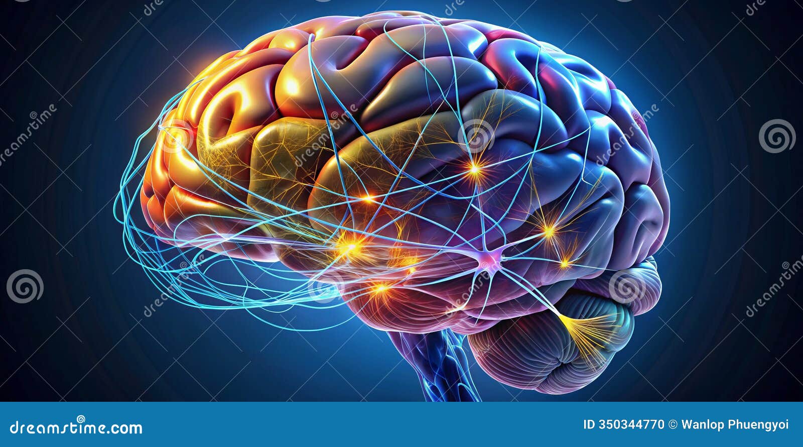 What Is Brain Mapping – Human brain anatomy infographics diagram with sections and text