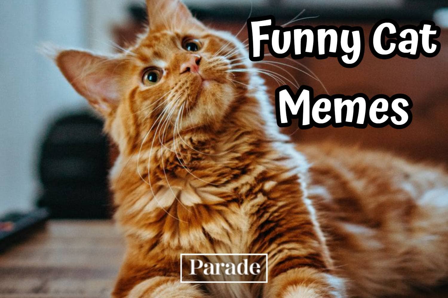  101 Funny Cat Memes To Make You Laugh in 2024 - Parade Pets Motiv 