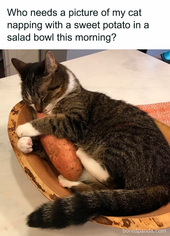  Photogenic Cat Memes After Grumpy Cat, What Memes Deserve The Motiv 