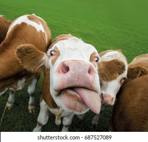  Foto zu Funny Looking Cows 
