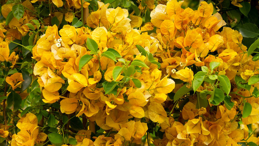 Wayne Rooney Kids Names – Bougainvillea colors names