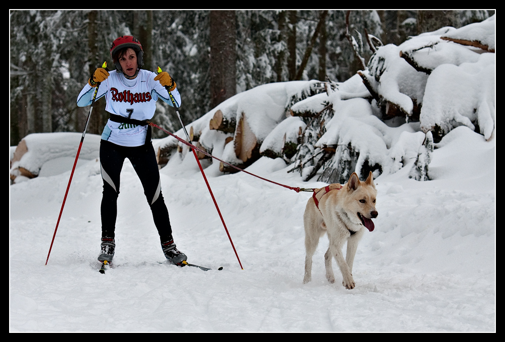 Hundeschlittenrennen Usedom 2026 Hundeschlittenrennen In Inzell