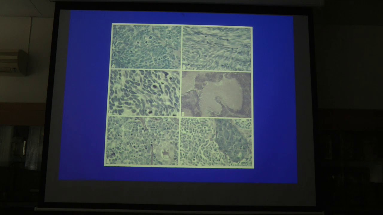 70.3 2026 Mazda 2026 Cx-70 Review, Specs, Dimensions