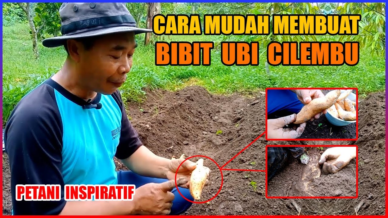 What Has Happened To Bbc News App – Cara mudah membuat bibit ubi cilembu