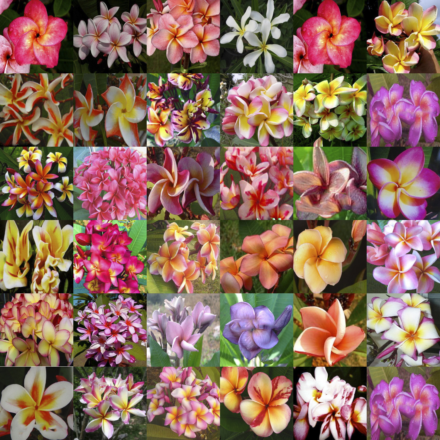 Dia Mundial Do Mundo – 10 mixed colors plumeria seeds