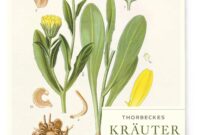 Thorbecke Kalender 2026 Template Kalender Meja Dinding 2026 Desain Kalender Meja 2026 Minggu