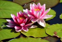 Lotus 2026 lotus Ponds At Home