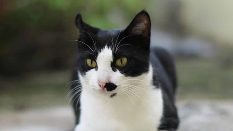  Beautiful Cat Sitting Relaxed Portrait Stock Photo 1682327551 Illustration 