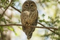 Owl Babies Printable 7,000+ Free owl Swallow & owl Images Owl Babies Printable 7,000+ Free owl Swallow & owl Images