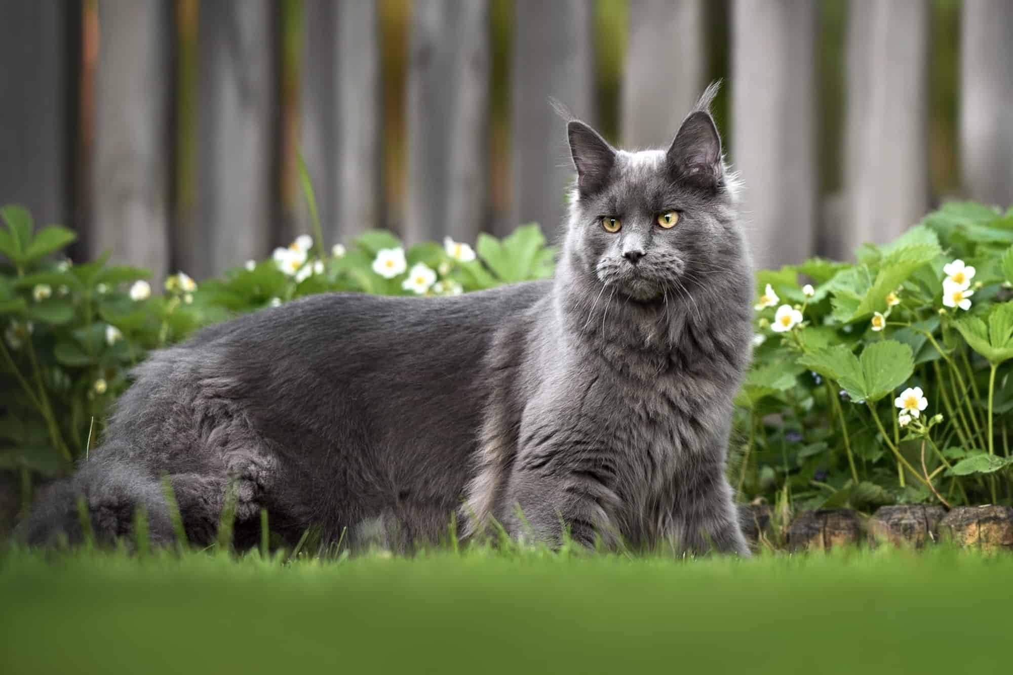  Grey And White Maine Coon Bildidee 