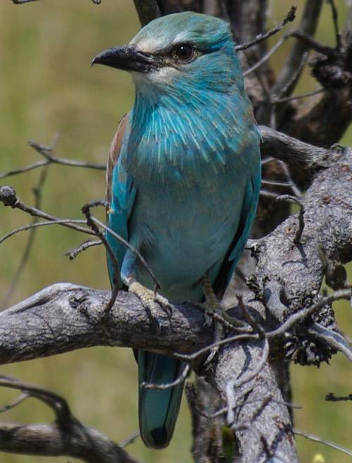 Betway Premiership Fixtures Today 2025 – Which bird species in india are of high conservation concern?